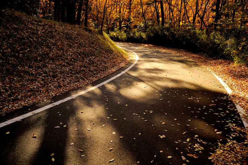 Curved Road in Autumn Forest — Brown