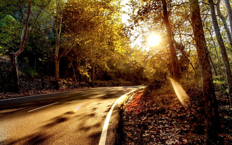 Curved Road in Autumn Forest — Gold