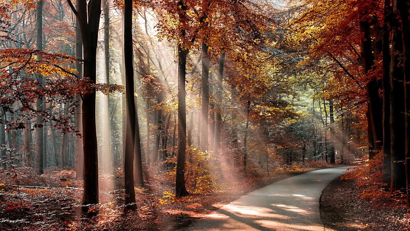 Curved Road in Autumn Forest — Orange, Serene, Photograph, Trees, Sunlight