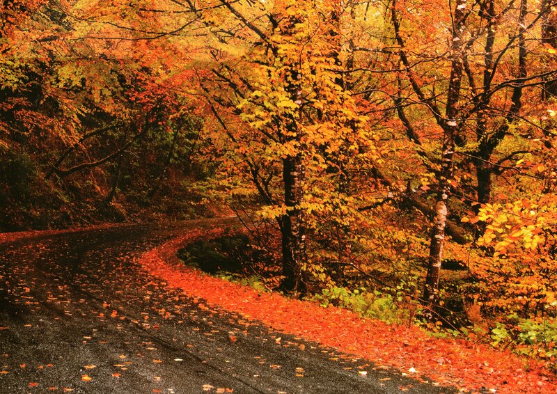 Curved Road in Autumn Forest — Orange, Serene, Photograph, Trees