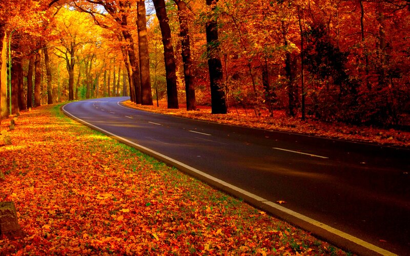 Curved Road in Autumn Forest — Orange, Serene