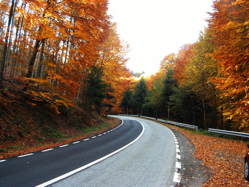 Curved Road in Autumn Forest — Orange