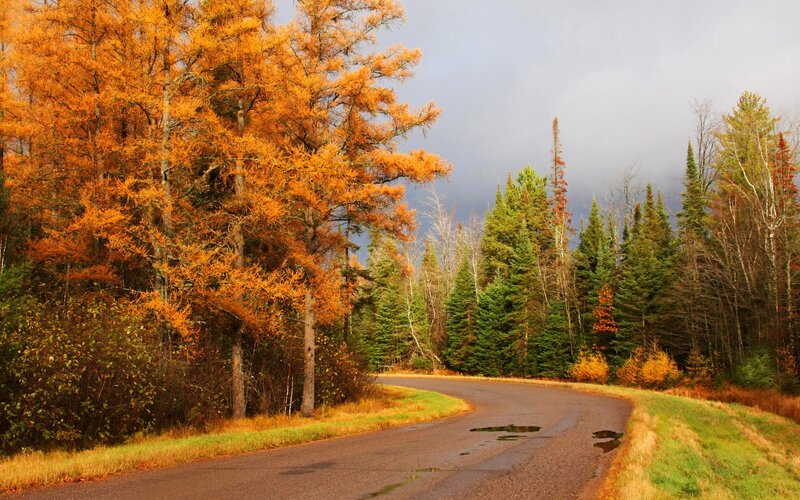Curved Road in Autumn Forest