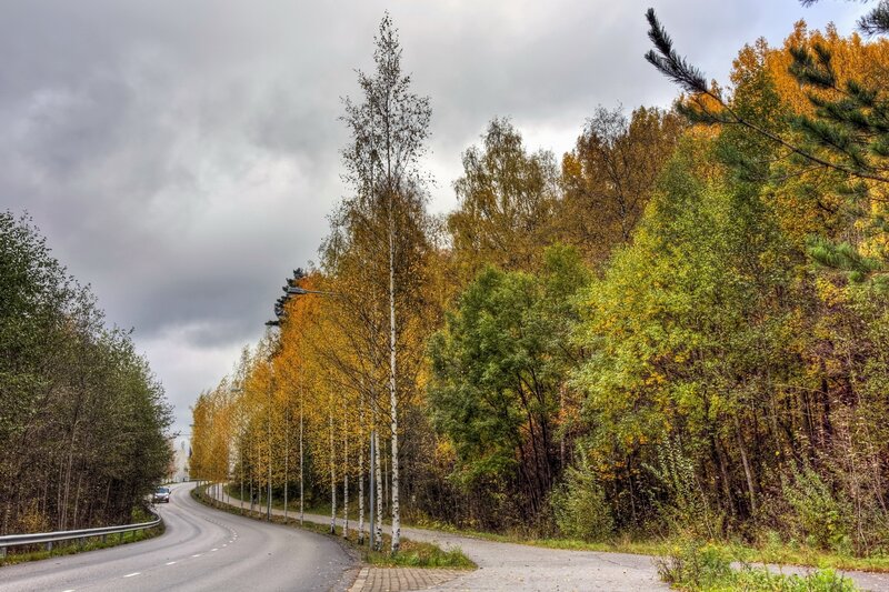 Curved Road in Autumn Forest — Yellow, Overcast