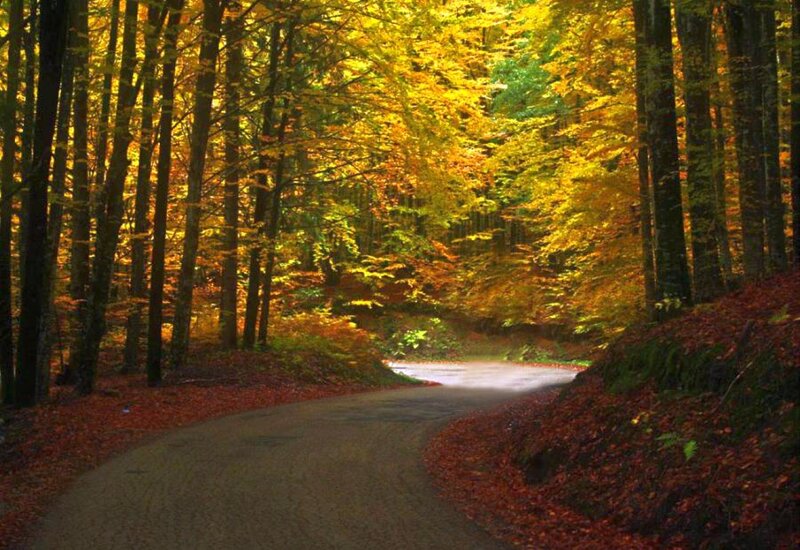 Curved Road in Autumn Forest — Yellow, Serene, Photograph