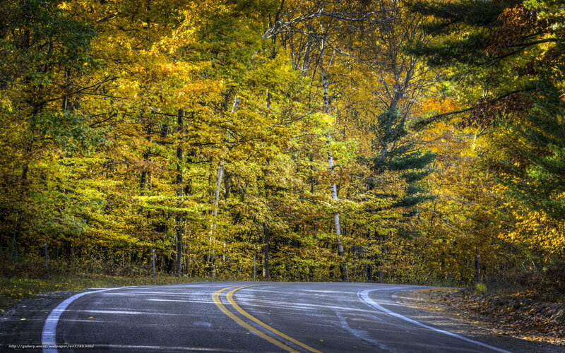 Curved Road in Autumn Forest — Yellow, Serene, Photograph, Trees, Fall Foliage