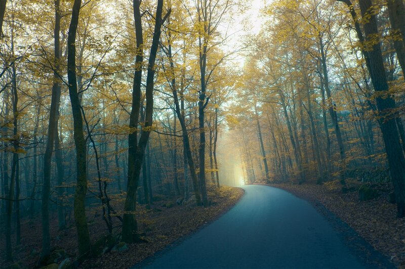 Curved Road in Autumn Forest — Yellow, Serene, Photograph, Trees, Fog
