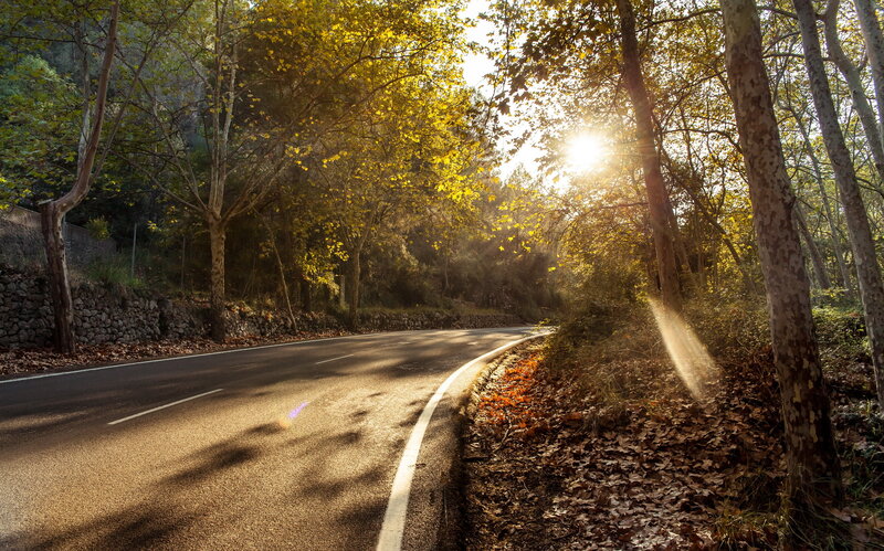 Curved Road in Autumn Forest — Yellow, Serene, Photograph, Trees, Sunlight