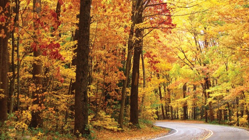 Curved Road in Autumn Forest — Yellow, Serene, Photograph, Trees