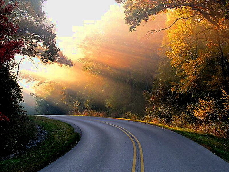 Curved Road in Autumn Forest — Yellow, Serene