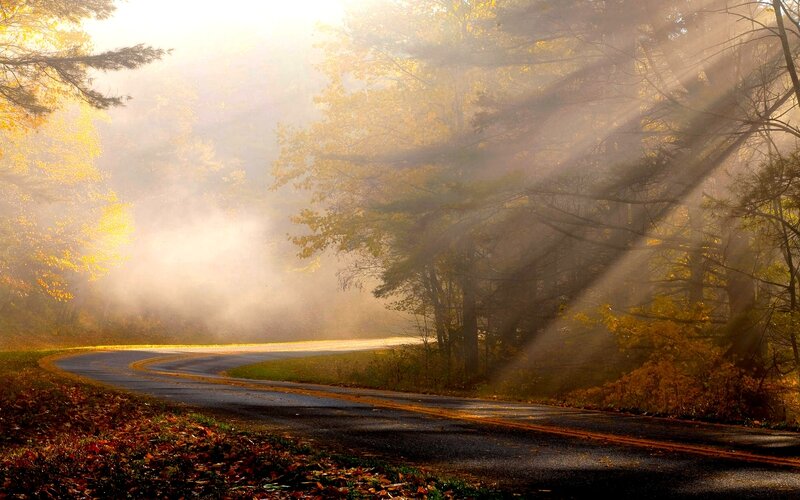 Curved Road in Autumn Forest — Yellow