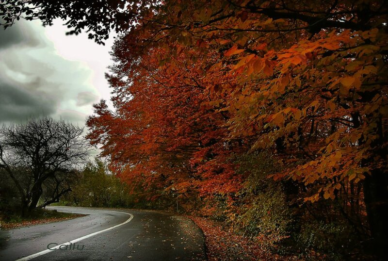 Curved Road in Autumn — Orange, Dramatic