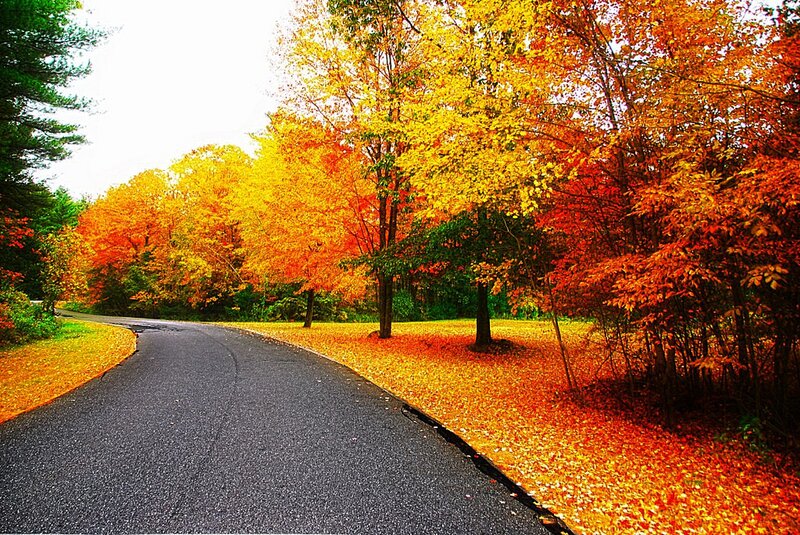 Curved Road in Autumn — Orange