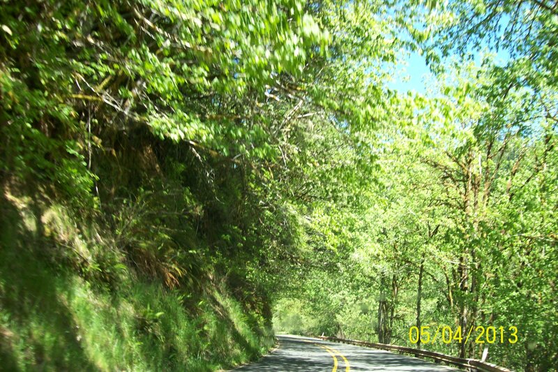 Curved Road in Forest — Green, Serene, Afternoon, Photograph