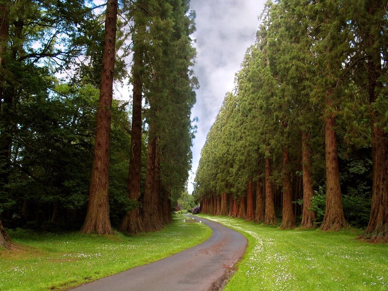 Curved Road in Forest — Green, Serene, Afternoon, Photograph, Trees, Grass, Sky