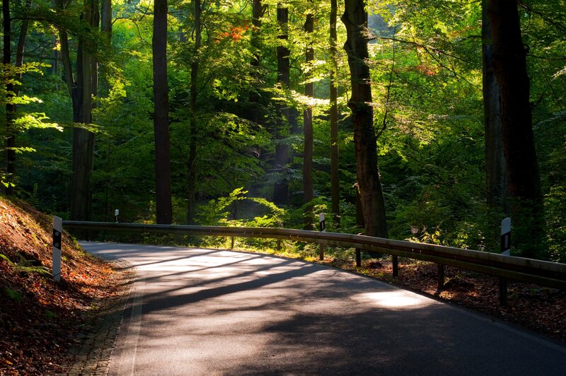 Curved Road in Forest — Green, Serene, Afternoon, Photograph, Trees