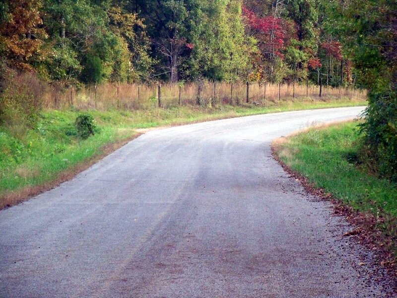 Curved Road in Forest — Green, Serene, Autumn, Photograph, Trees