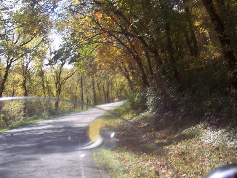 Curved Road in Forest — Green, Serene, Autumn