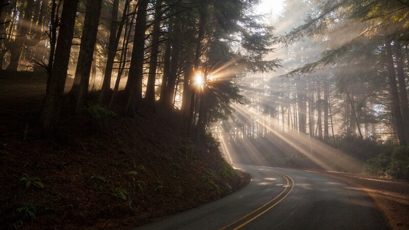 Curved Road in Forest — Green, Serene, Morning, Photograph, Sunlight