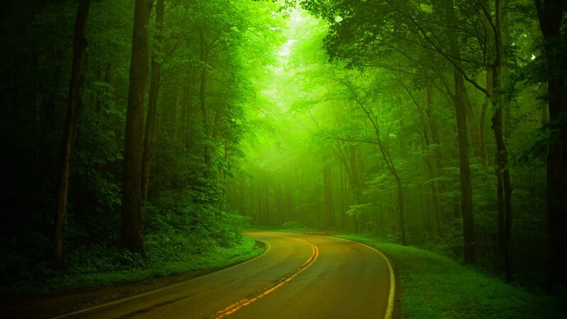 Curved Road in Forest — Green, Serene, Morning, Photograph