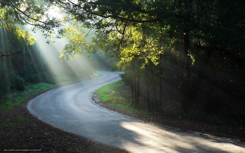 Curved Road in Forest — Green, Serene, Morning, Photograph, Trees