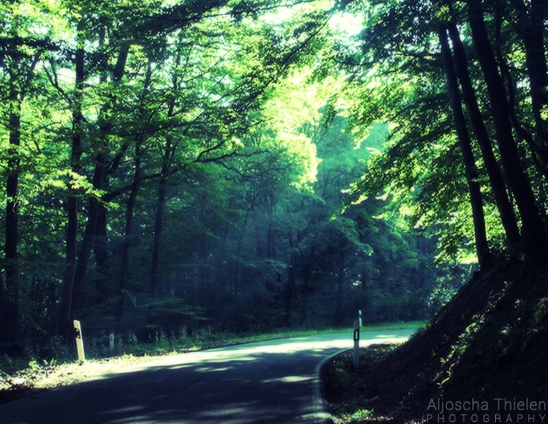 Curved Road in Forest — Green, Serene, Morning
