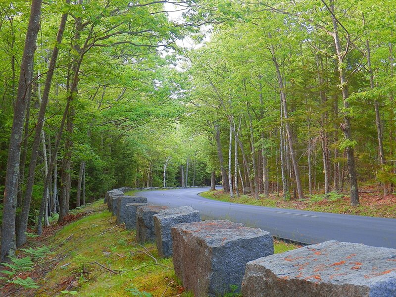 Curved Road in Forest — Green, Serene, Summer