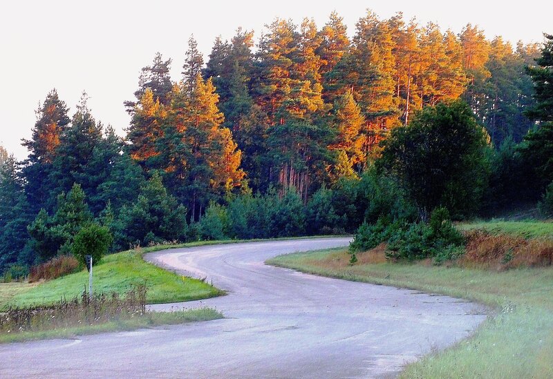 Curved Road in Forest — Green, Serene, Sunset