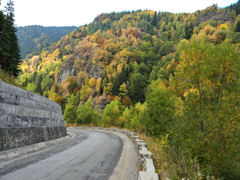 Curved Road in Forest — Green, Serene