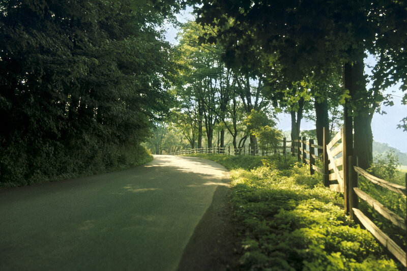 Curved Road in Forest — Green