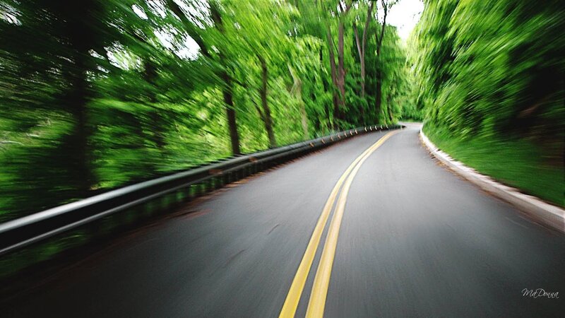 Curved Road in Forest