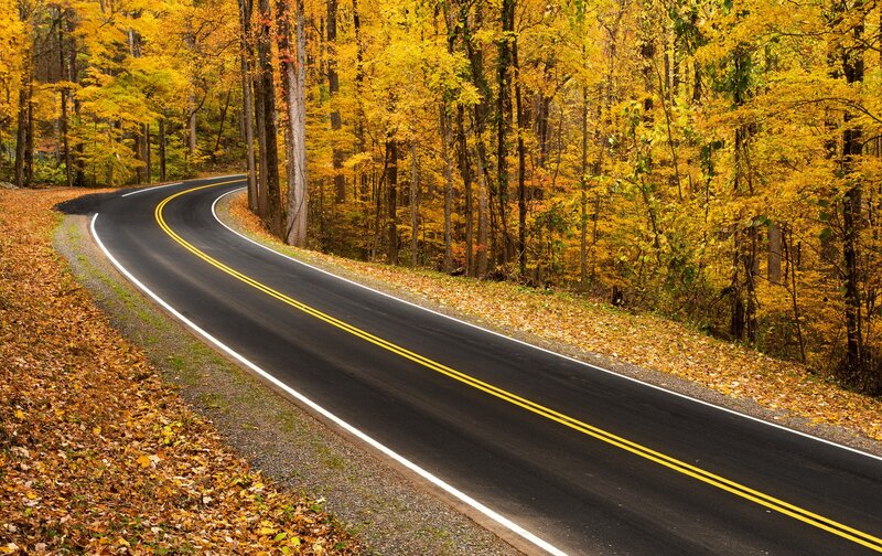 Curved Road in Forest — Yellow, Serene, Autumn, Photograph