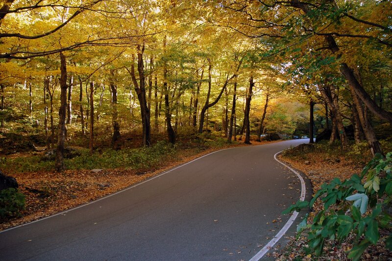 Curved Road in Forest — Yellow, Serene, Autumn