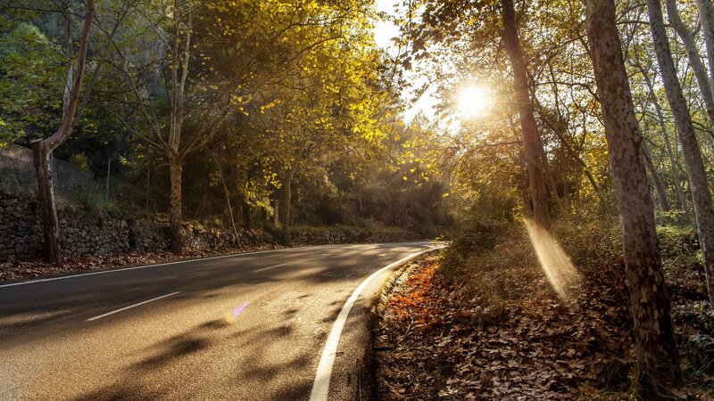 Curved Road in Forest — Yellow, Serene