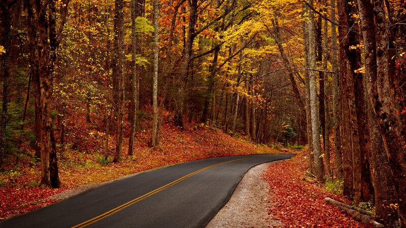 Curved Road in Forest — Yellow