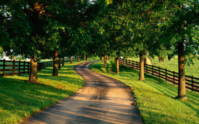 Curved Road in Park