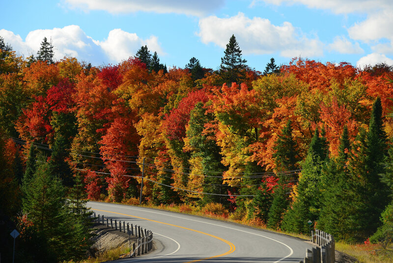 Curved Road Through Autumn Forest