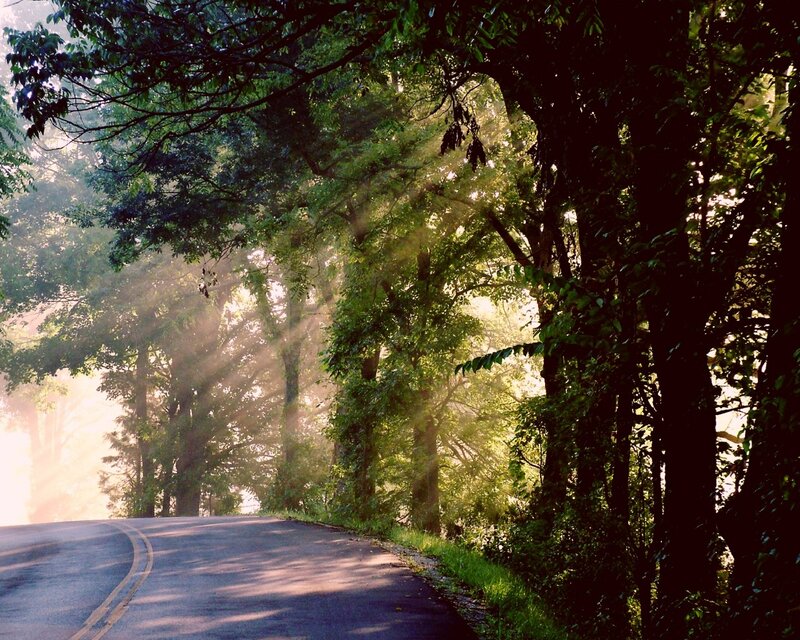 Curved Road Through Forest