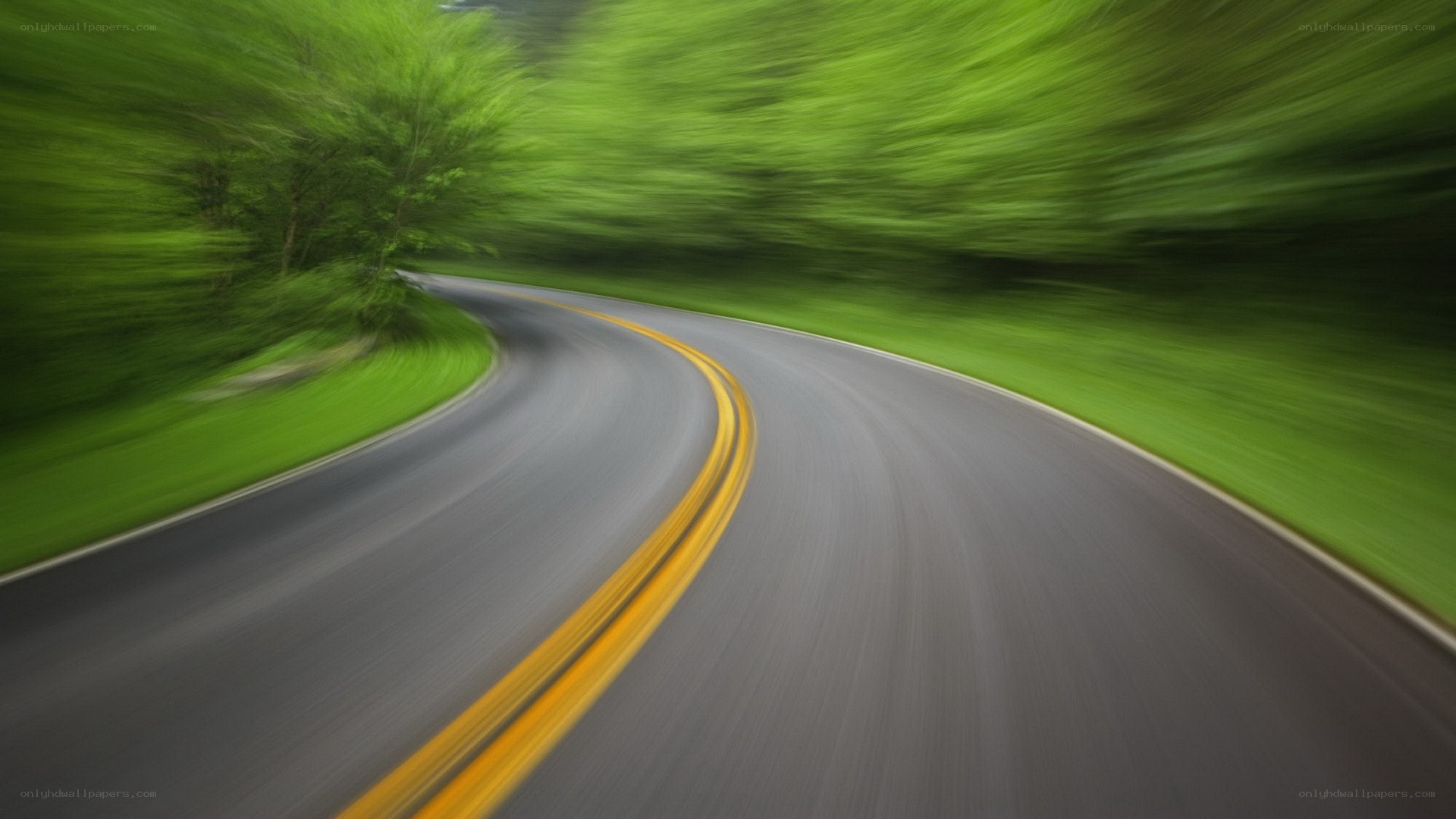 curved road through green forest