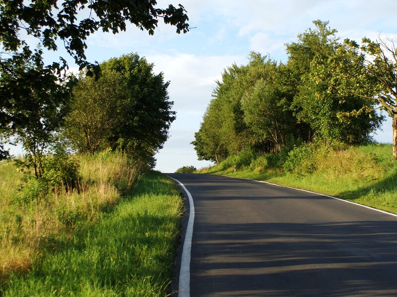 Curved Road Through Trees — Green