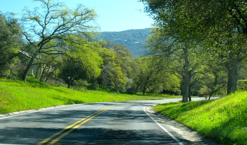 Curved Road Through Trees