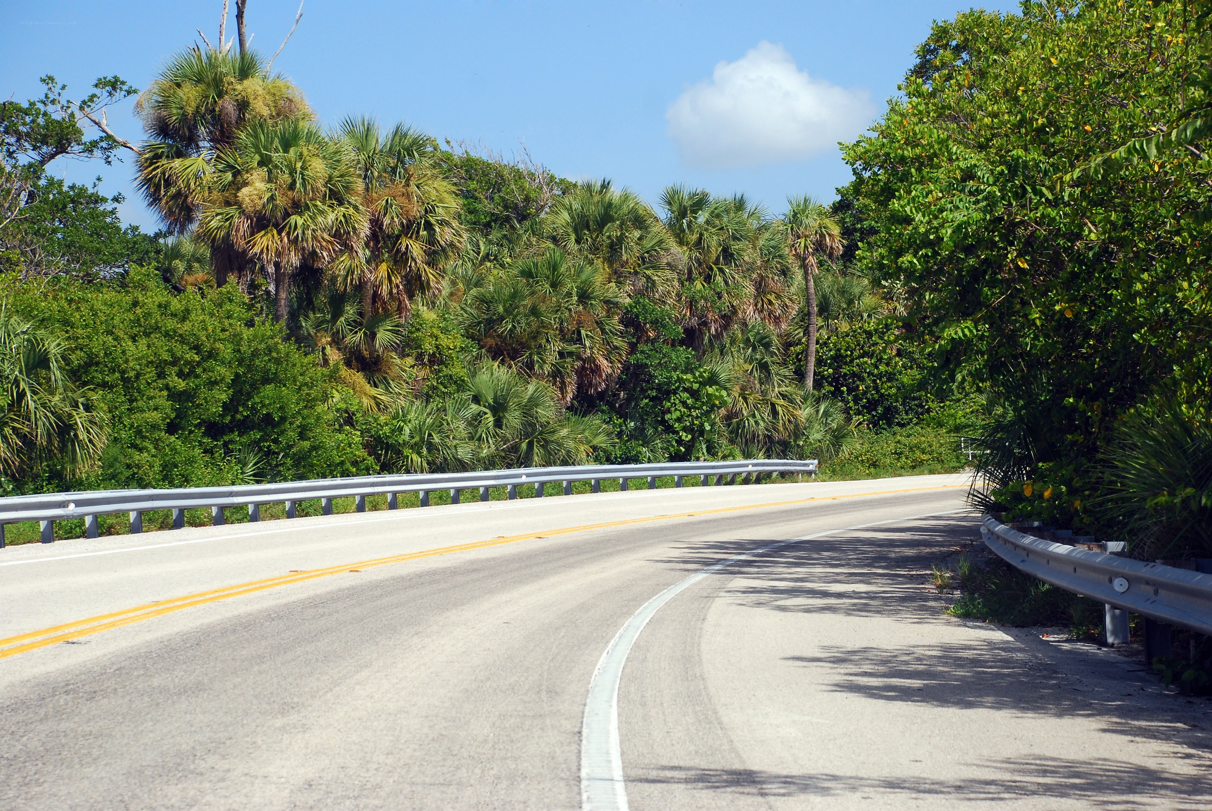 Curved road through tropical forest