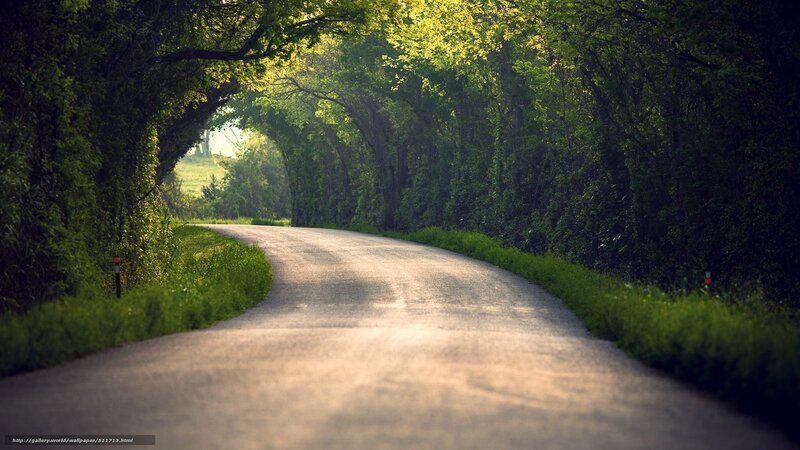 Curved Road under Trees — Green
