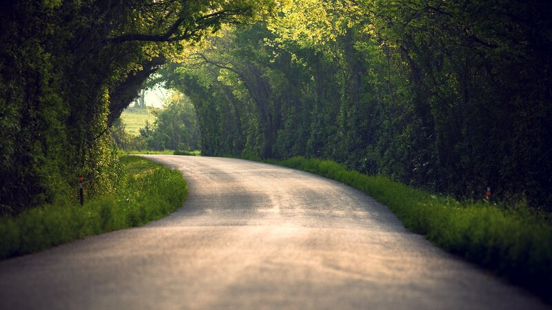Curved Road under Trees