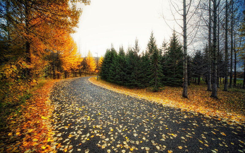Curved Road with Autumn Leaves — Yellow
