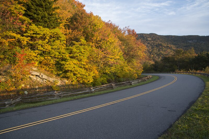 Curved Road with Autumn Trees — Green, Serene