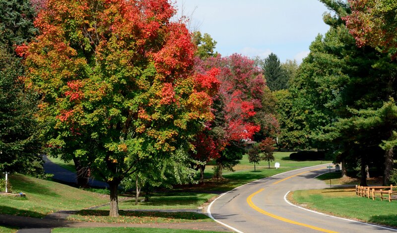 Curved Road with Autumn Trees — Green