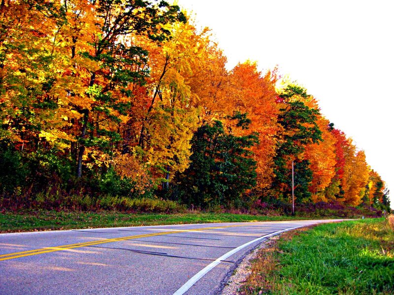 Curved Road with Autumn Trees — Orange