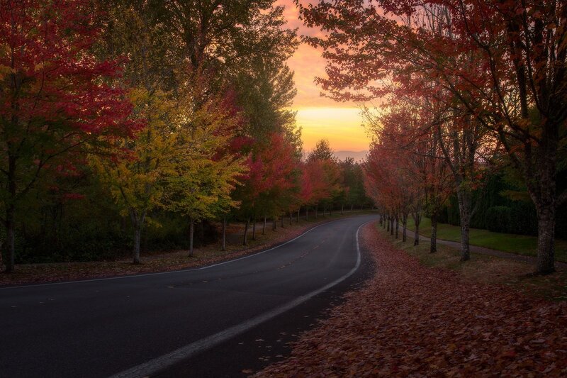 Curved Road with Autumn Trees — Red, Serene
