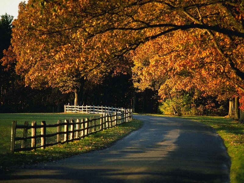 Curved Road with Autumn Trees
